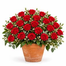24 red roses in a pot