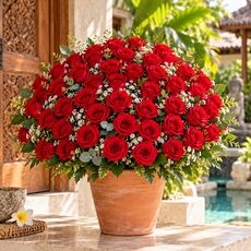 6o red roses Bali