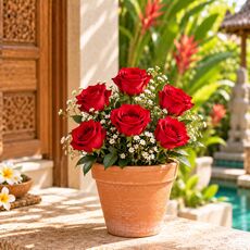 6 red roses in a pot