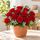 12 red roses