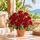 12 red roses in a pot
