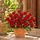24 red roses in a pot