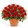 24 red roses in a pot