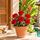 6 red roses in a pot