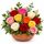 12 mixed roses in a pot