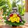 bali flowers