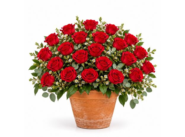 24 red roses in a pot