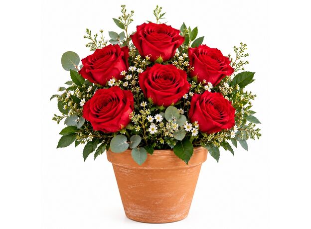 6 red roses in a pot Bali